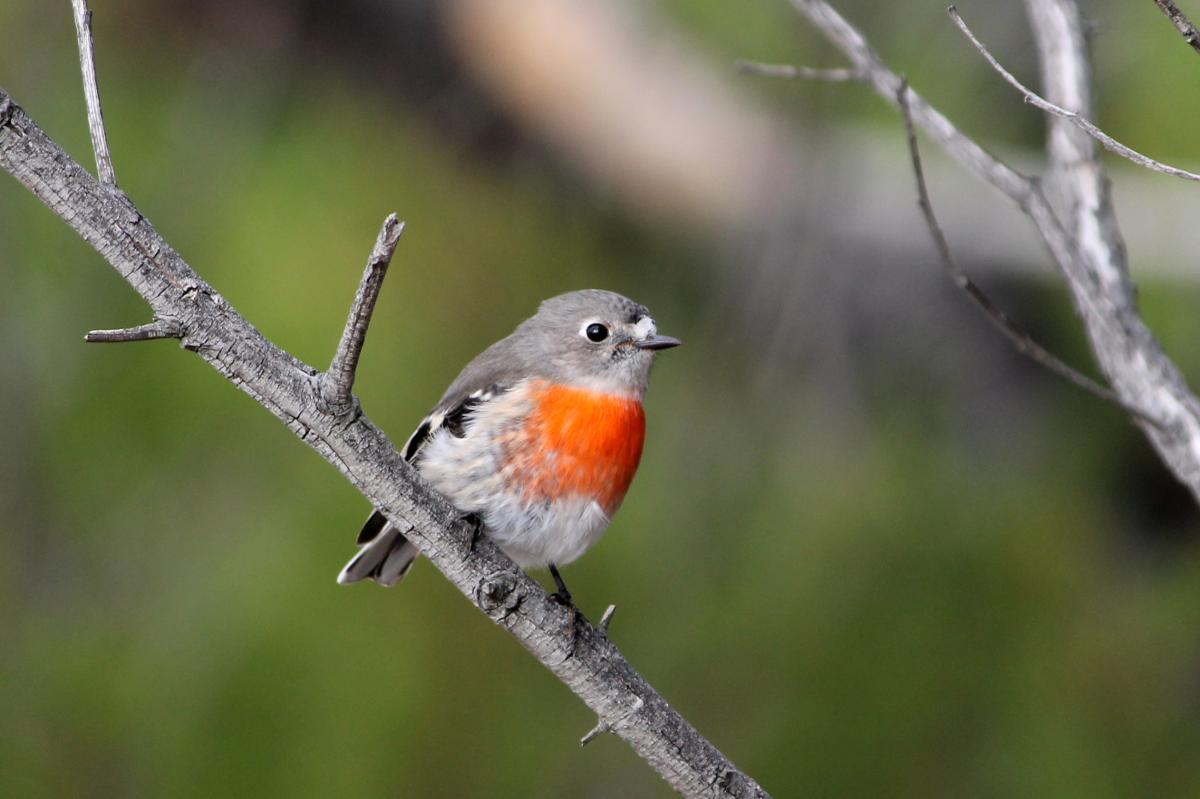 Scarlet Robin (Petroica boodang), You Yangs Regional Park, Little River, Victoria, Australia, 2012-06-03 Scarlet Robin (Petroica boodang)