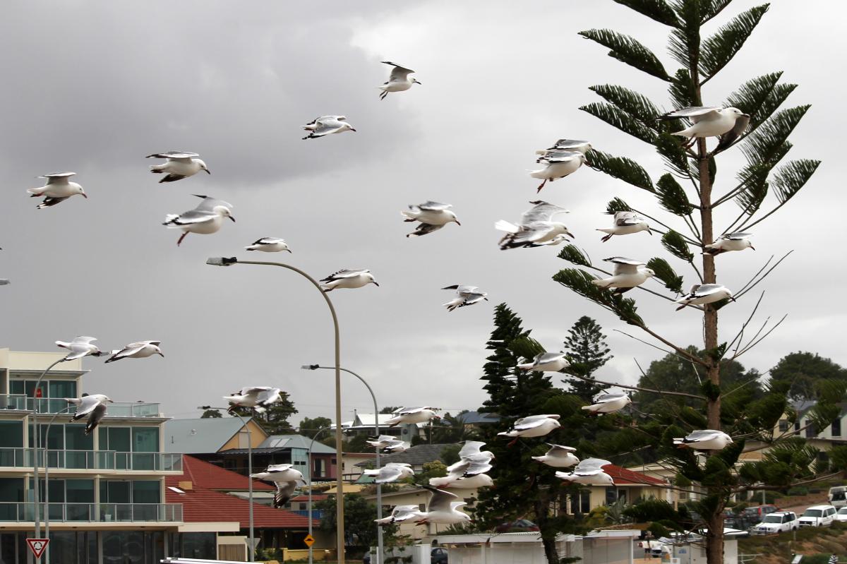 Silver Gull (Chroicocephalus novaehollandiae)