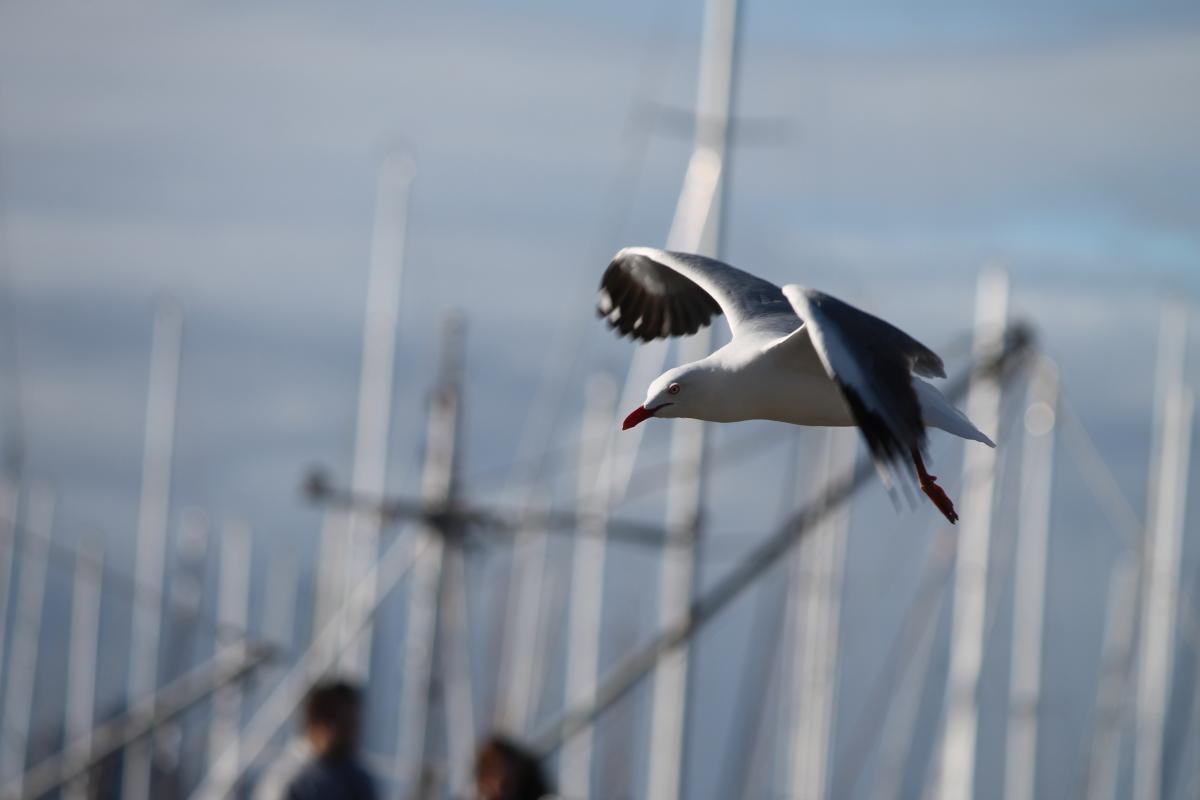 Silver Gull (Chroicocephalus novaehollandiae)