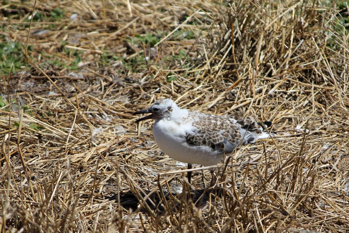 Silver Gull (Chroicocephalus novaehollandiae)