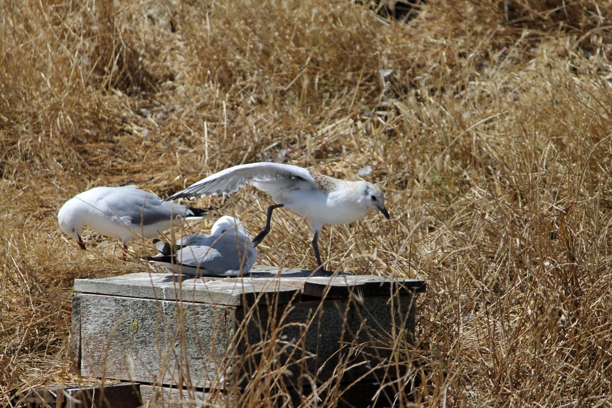 Silver Gull (Chroicocephalus novaehollandiae)