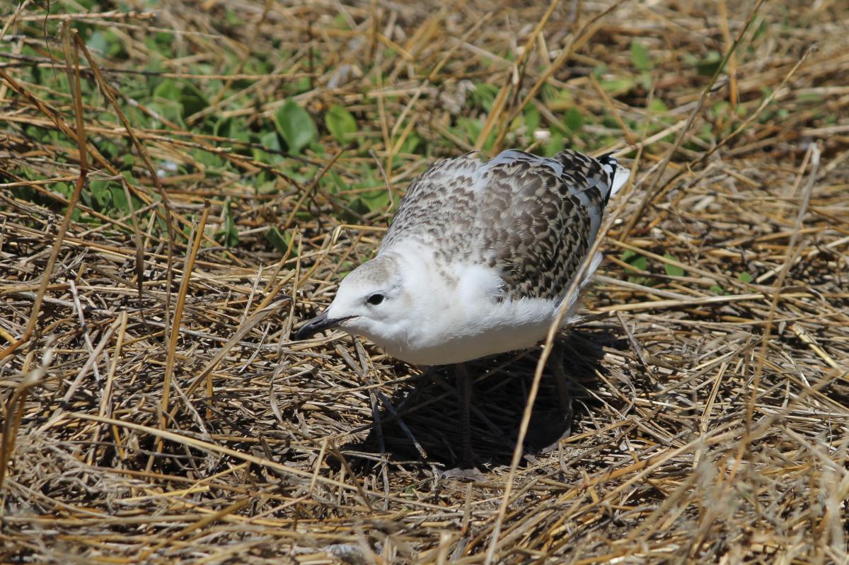 Silver Gull (Chroicocephalus novaehollandiae)