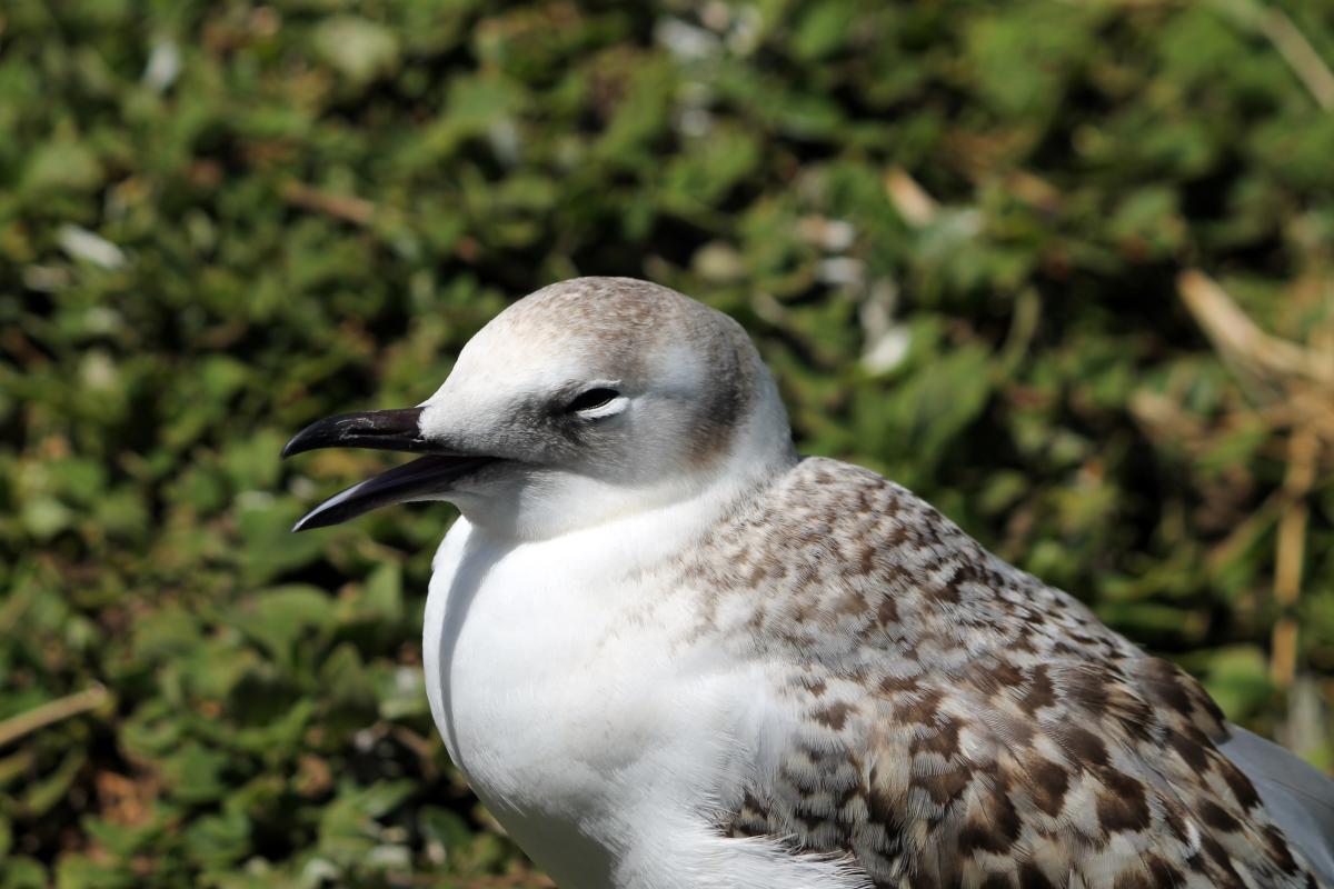 Silver Gull (Chroicocephalus novaehollandiae)