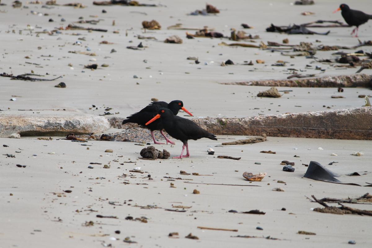 Sooty Oystercatcher (Haematopus fuliginosus)