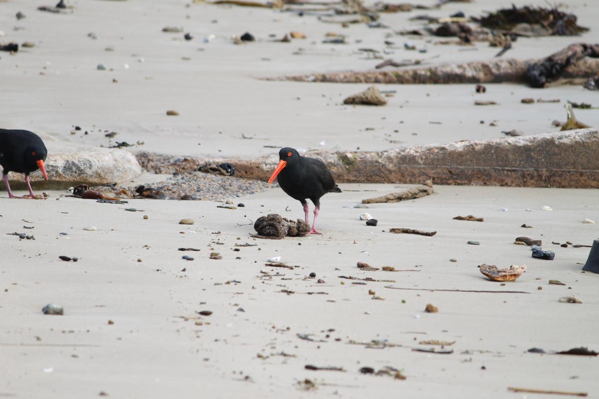 Sooty Oystercatcher (Haematopus fuliginosus)