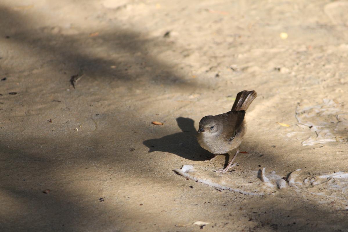 White-browed Scrubwren (Sericornis frontalis)