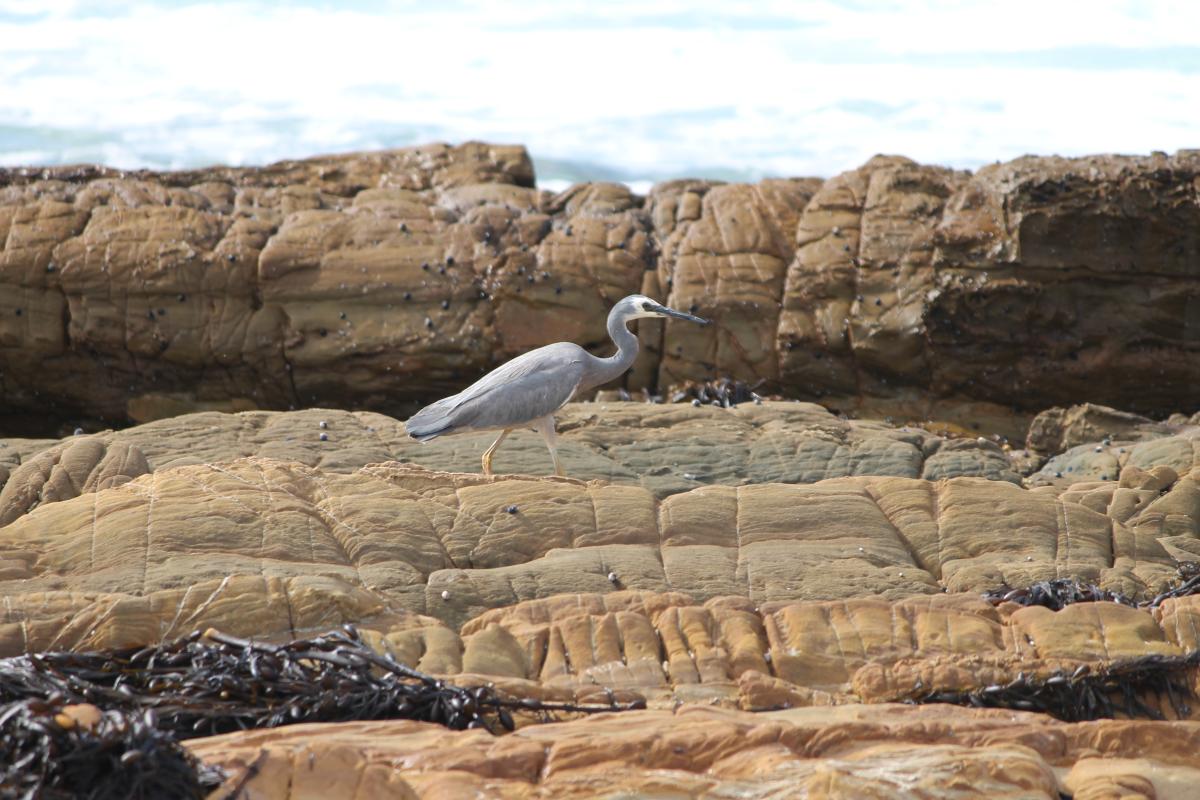 White-faced Heron (Egretta novaehollandiae)