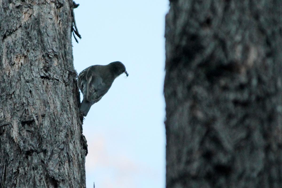 White-throated Treecreeper (Cormobates leucophaea)