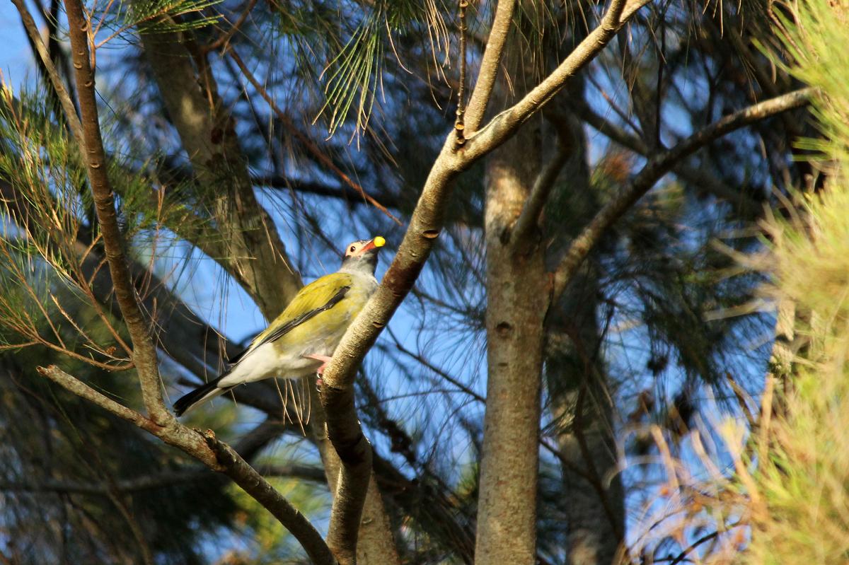 Australasian Figbird (Sphecotheres vieilloti), Truro Street at Fraser Street, Torquay, Queensland, Australia, 2013-02-22 Australasian Figbird (Sphecotheres vieilloti)