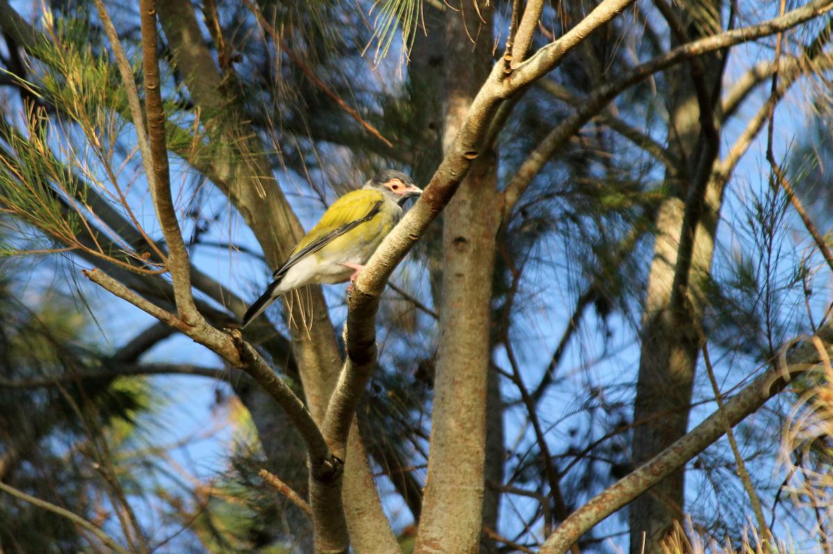 Australasian Figbird (Sphecotheres vieilloti), Truro Street at Fraser Street, Torquay, Queensland, Australia, 2013-02-22 Australasian Figbird (Sphecotheres vieilloti)