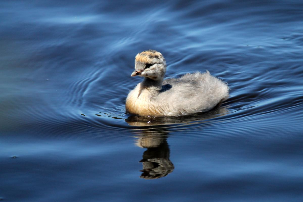 Australasian Grebe (Tachybaptus novaehollandiae)