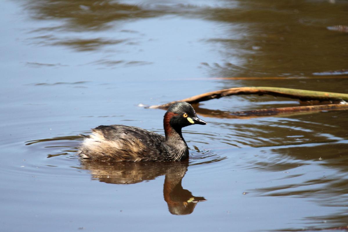 Australasian Grebe (Tachybaptus novaehollandiae)