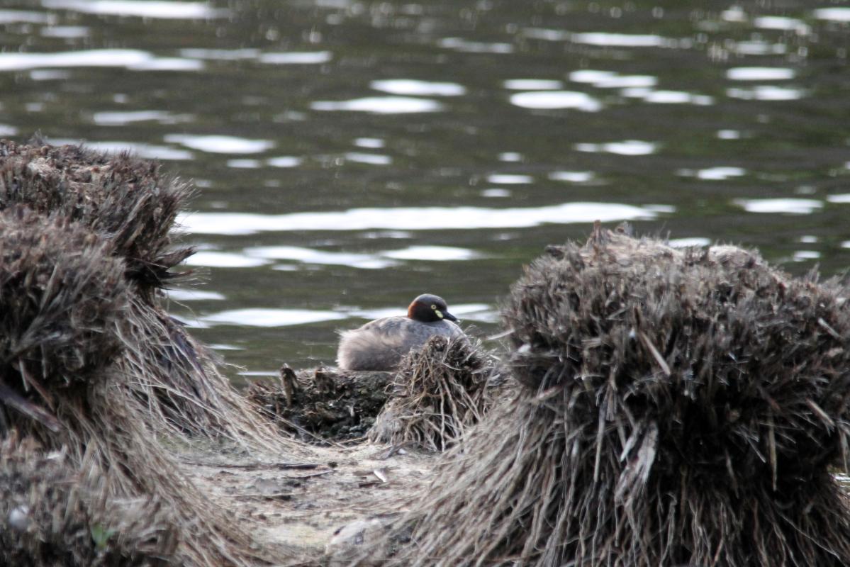 Australasian Grebe (Tachybaptus novaehollandiae)