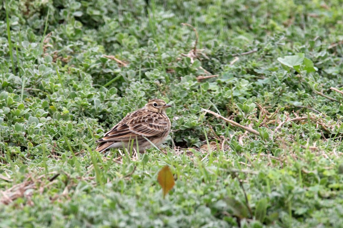 Australasian Pipit (Anthus novaeseelandiae), Lake Borrie Inner Road, Point Wilson, Victoria, Australia, 2013-05-26 Australasian Pipit (Anthus novaeseelandiae)
