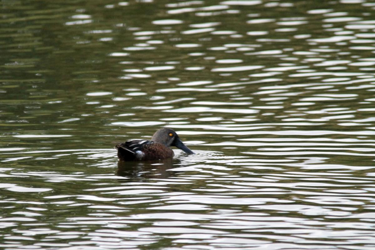 Australasian Shoveler (Anas rhynchotis)