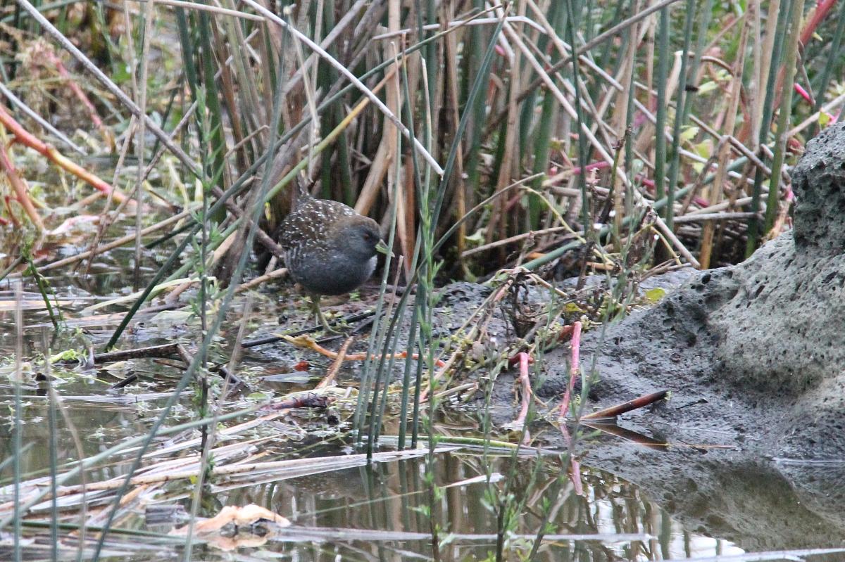 Australian Crake (Porzana fluminea)
