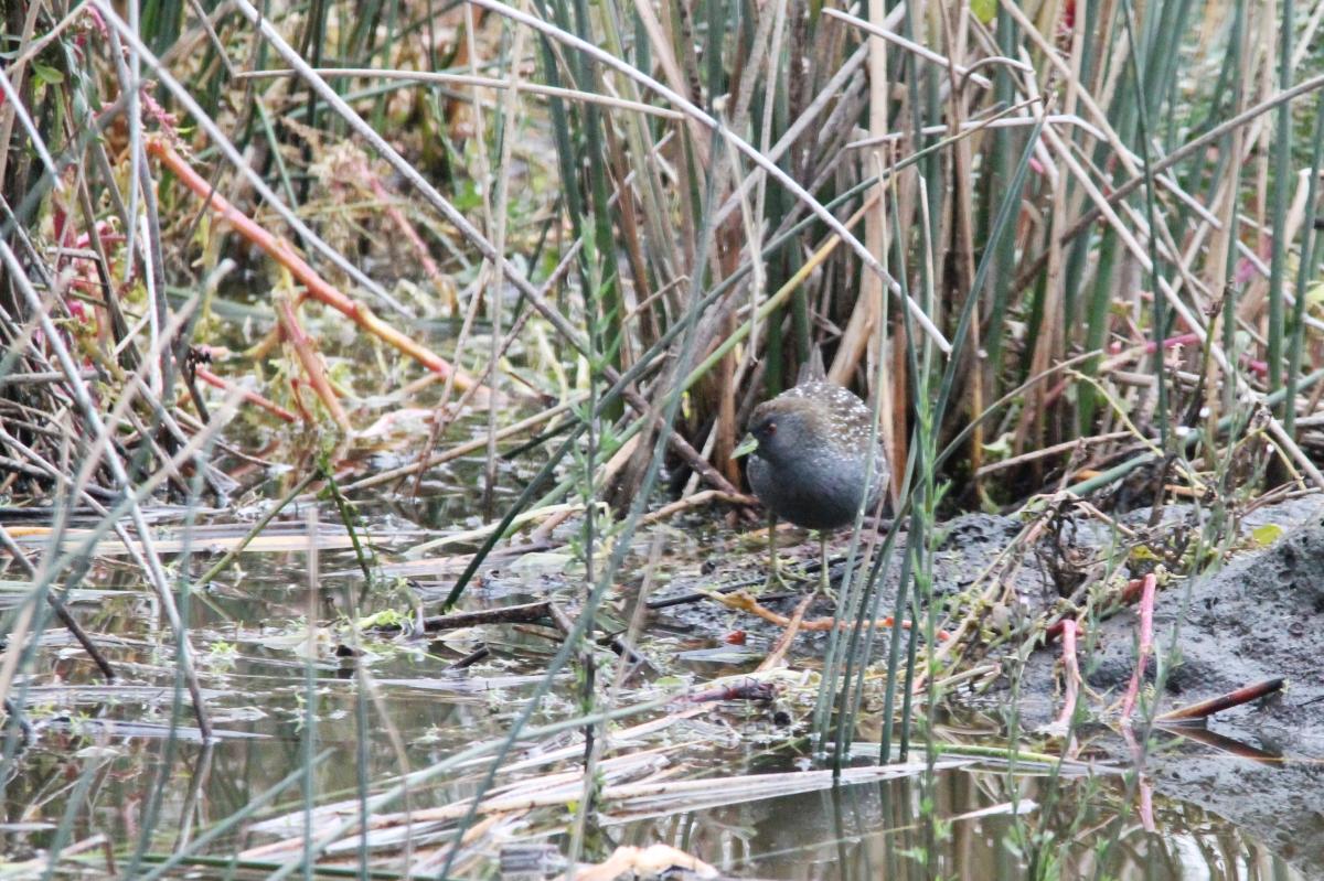 Australian Crake (Porzana fluminea)