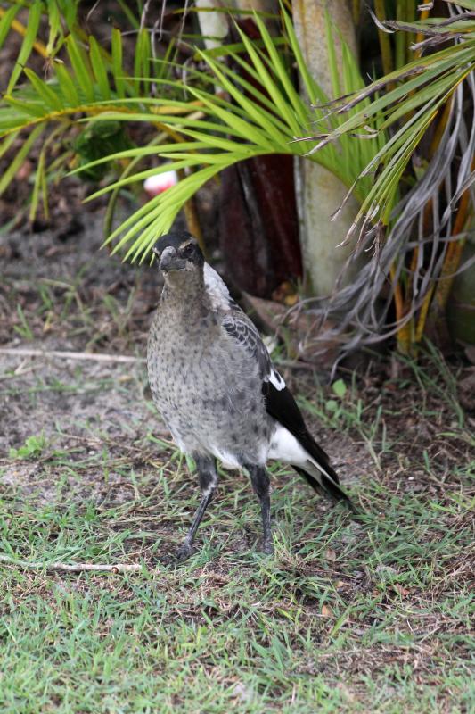 Australian Magpie (Cracticus tibicen)