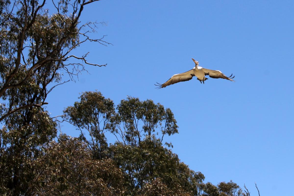 Australian Pelican (Pelecanus conspicillatus)