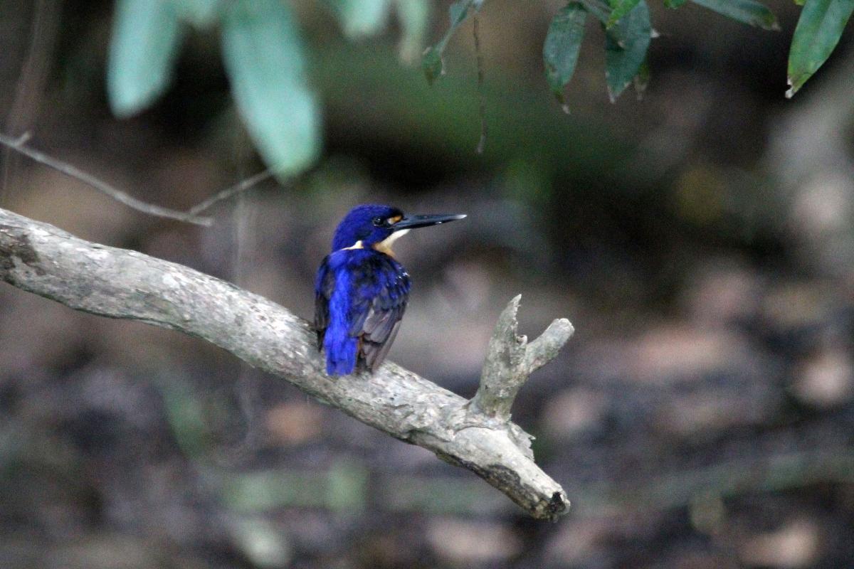 Azure Kingfisher (Alcedo azurea)