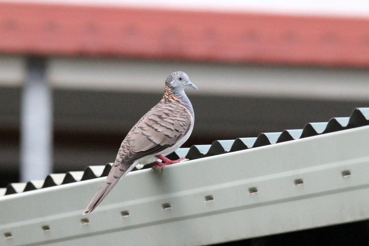 Bar-shouldered Dove (Geopelia humeralis)