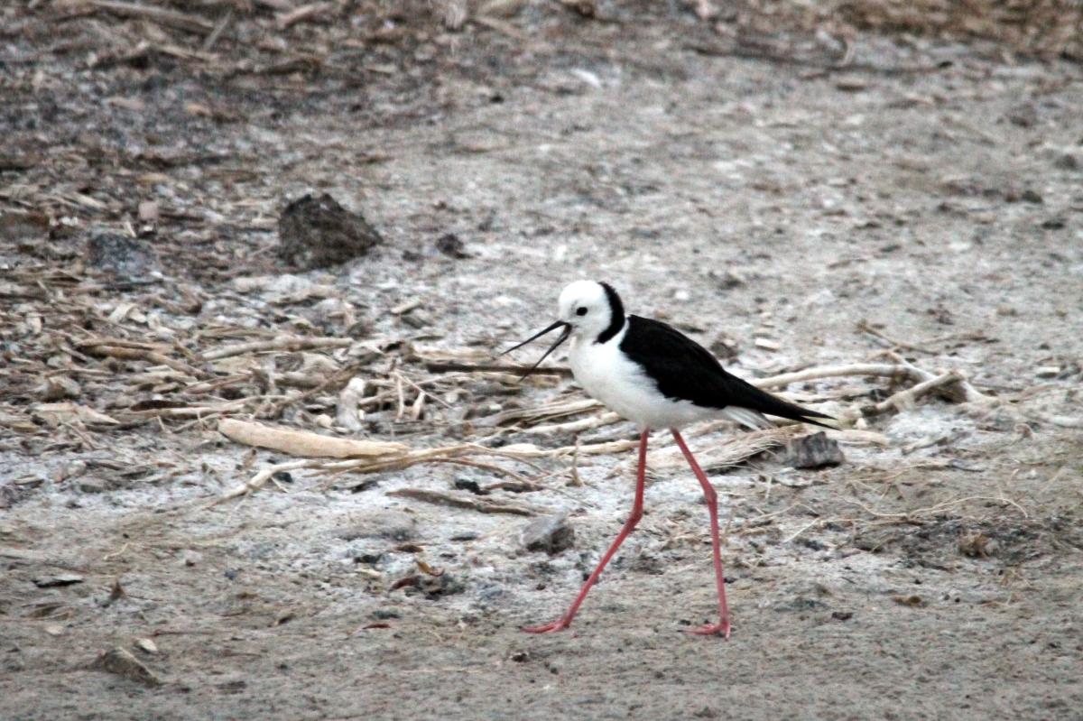 Black-winged Stilt (Himantopus himantopus)