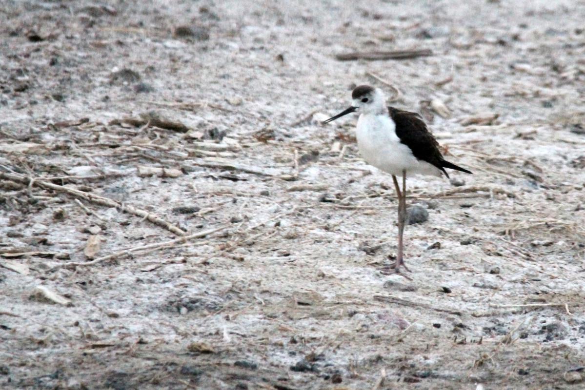 Black-winged Stilt (Himantopus himantopus)