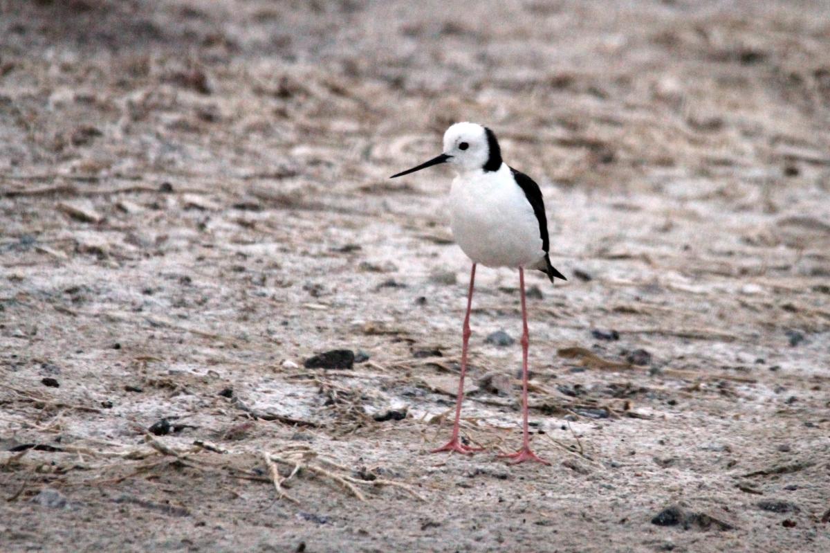 Black-winged Stilt (Himantopus himantopus)