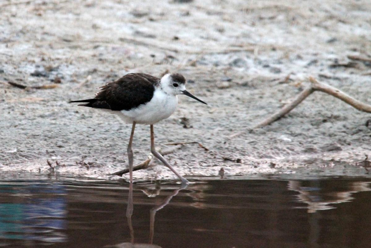 Black-winged Stilt (Himantopus himantopus)