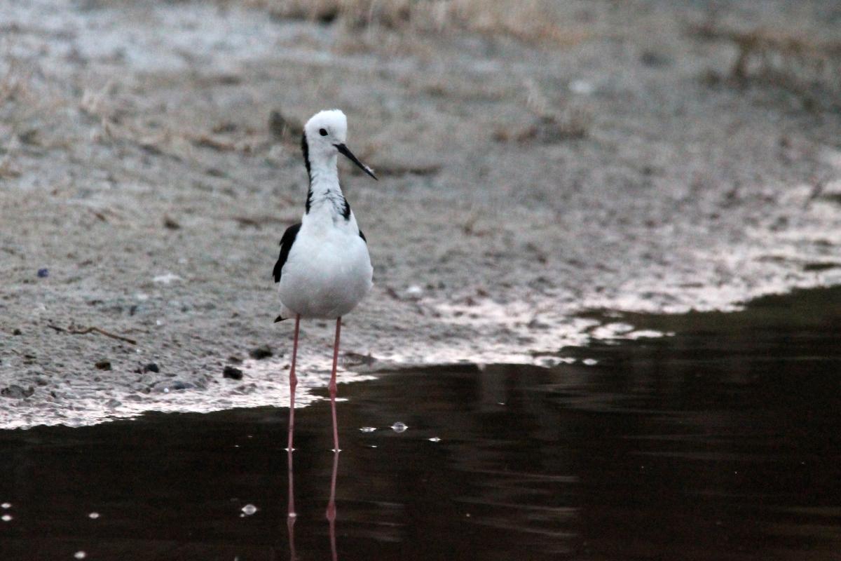 Black-winged Stilt (Himantopus himantopus)