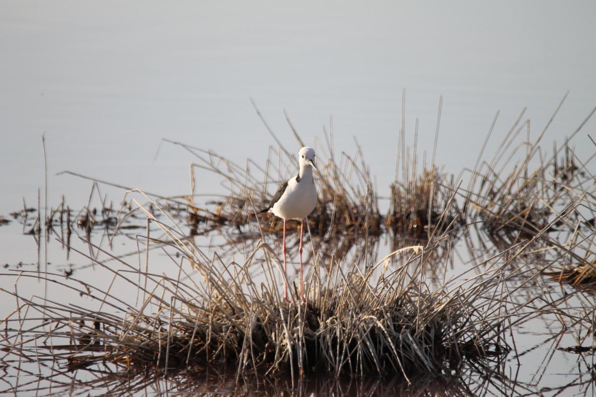 Black-winged Stilt (Himantopus himantopus)
