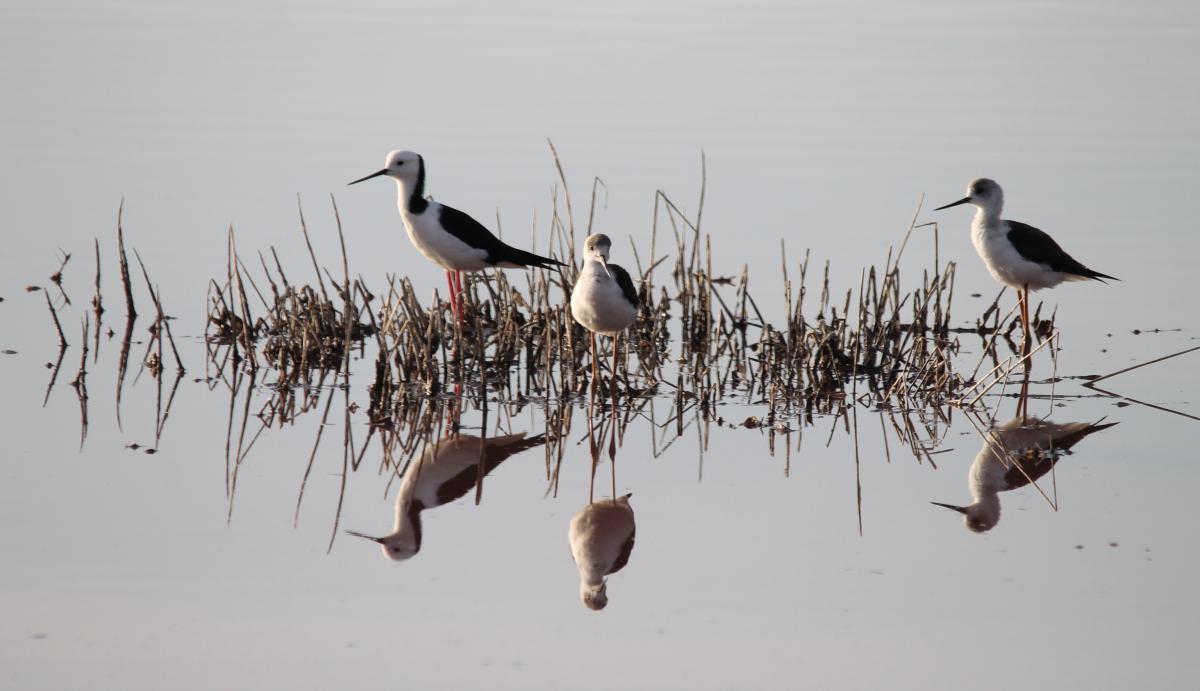Black-winged Stilt (Himantopus himantopus)