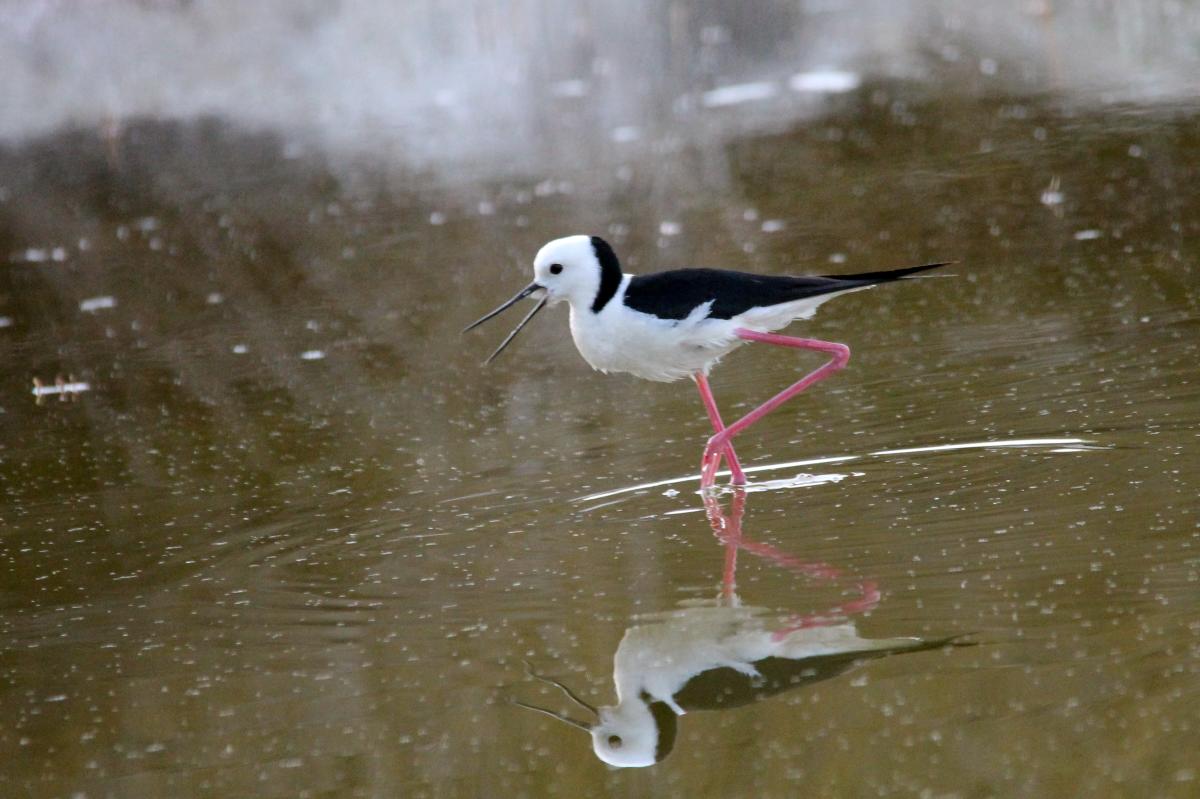 Black-winged Stilt (Himantopus himantopus)