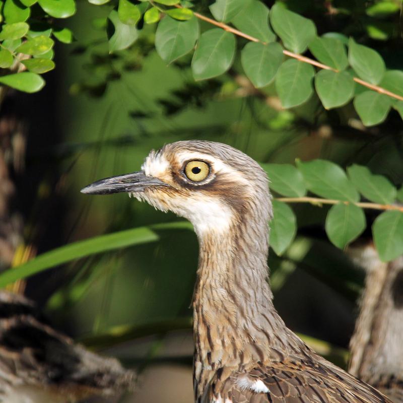 Bush Thick-knee (Burhinus grallarius)