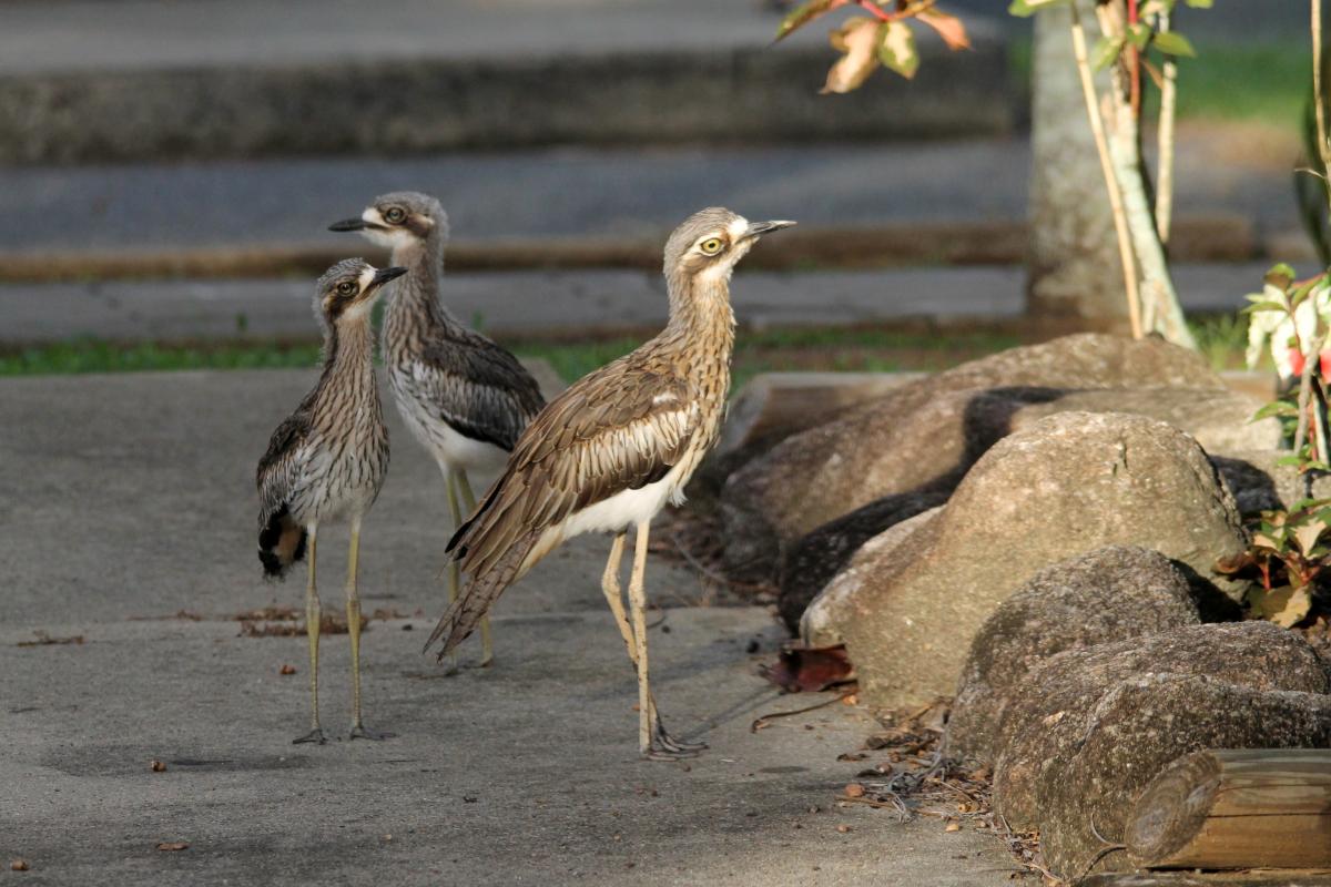 Bush Thick-knee (Burhinus grallarius)