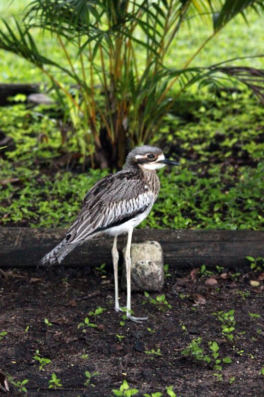 Bush Thick-knee (Burhinus grallarius)