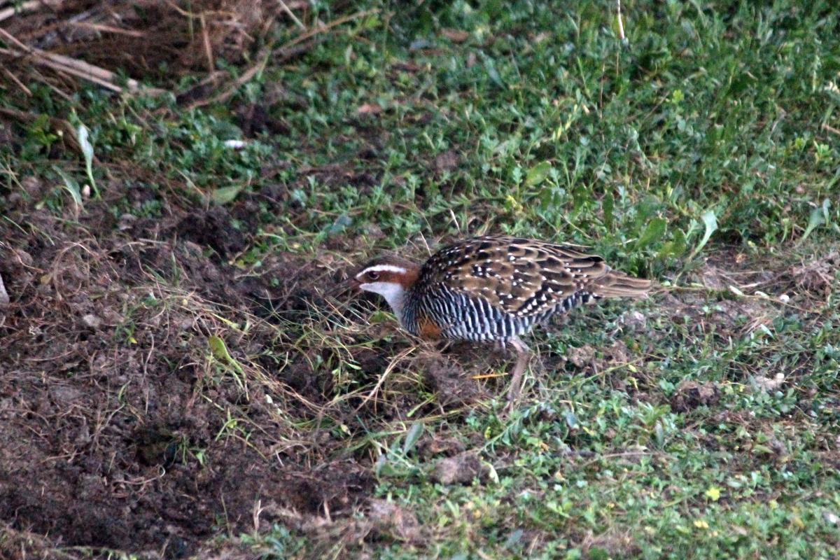 Buff-banded Rail (Gallirallus philippensis), Lilly Pilly Gully Circuit, Wilsons Promontory, Victoria, Australia, 2013-03-07 Buff-banded Rail (Gallirallus philippensis)