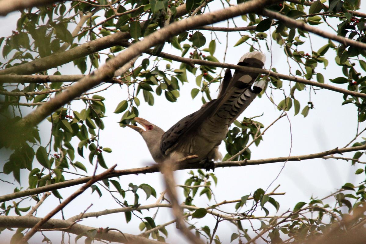 Channel-billed Cuckoo (Scythrops novaehollandiae), Riverview Caravan Park, Daintree, Queensland, Australia, 2013-02-19 Channel-billed Cuckoo (Scythrops novaehollandiae)