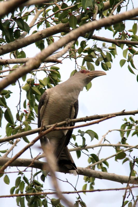 Channel-billed Cuckoo (Scythrops novaehollandiae), Riverview Caravan Park, Daintree, Queensland, Australia, 2013-02-19 Channel-billed Cuckoo (Scythrops novaehollandiae)