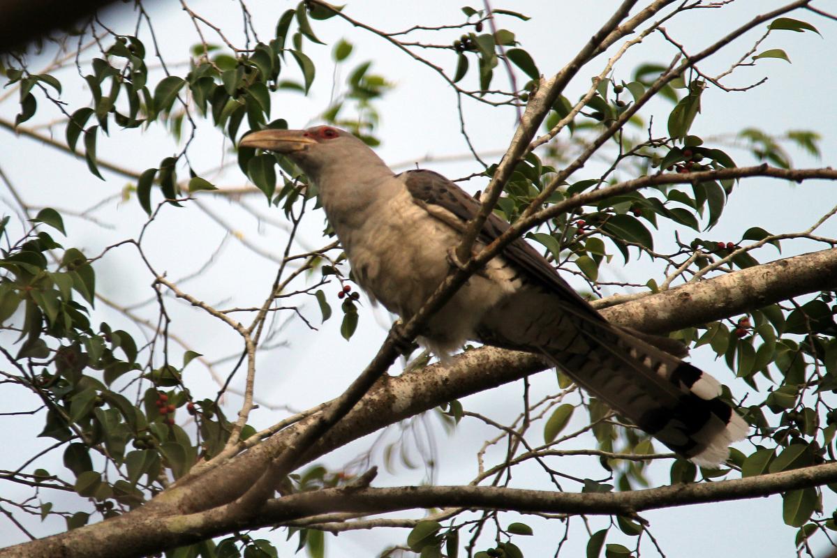 Channel-billed Cuckoo (Scythrops novaehollandiae), Riverview Caravan Park, Daintree, Queensland, Australia, 2013-02-19 Channel-billed Cuckoo (Scythrops novaehollandiae)
