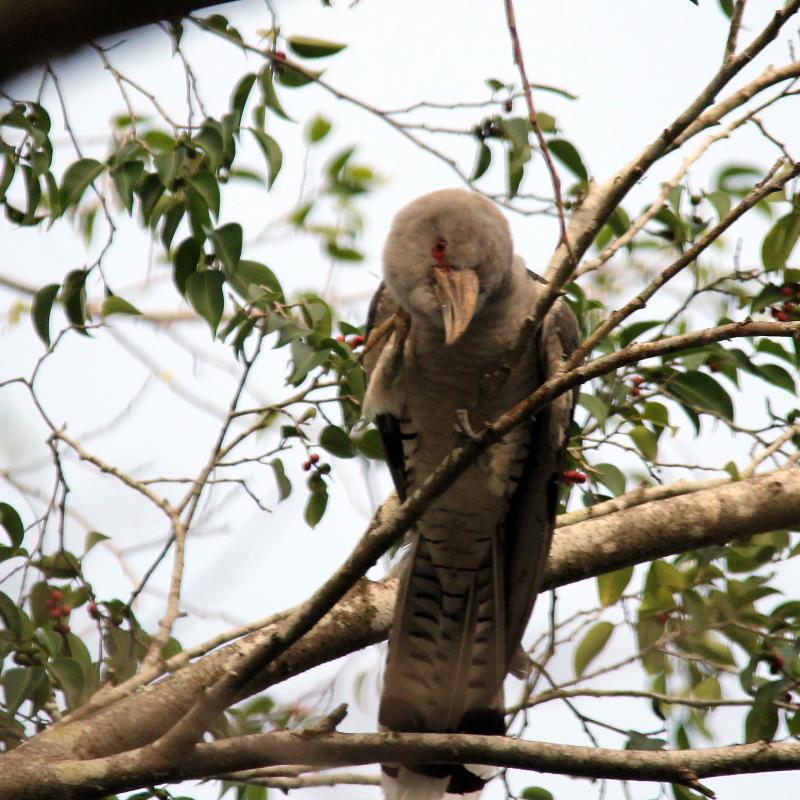 Channel-billed Cuckoo (Scythrops novaehollandiae), Riverview Caravan Park, Daintree, Queensland, Australia, 2013-02-19 Channel-billed Cuckoo (Scythrops novaehollandiae)
