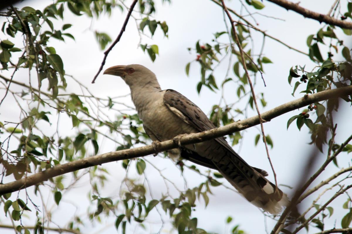 Channel-billed Cuckoo (Scythrops novaehollandiae), Riverview Caravan Park, Daintree, Queensland, Australia, 2013-02-19 Channel-billed Cuckoo (Scythrops novaehollandiae)