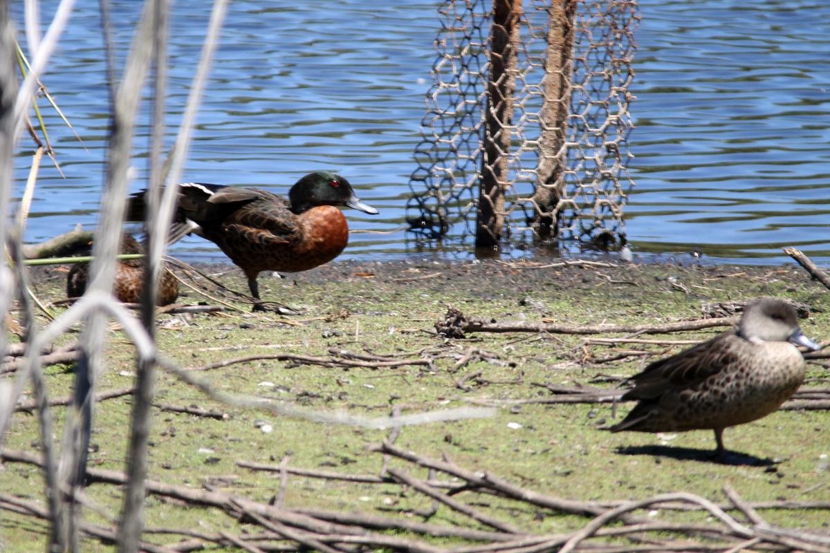 Chestnut Teal (Anas castanea)