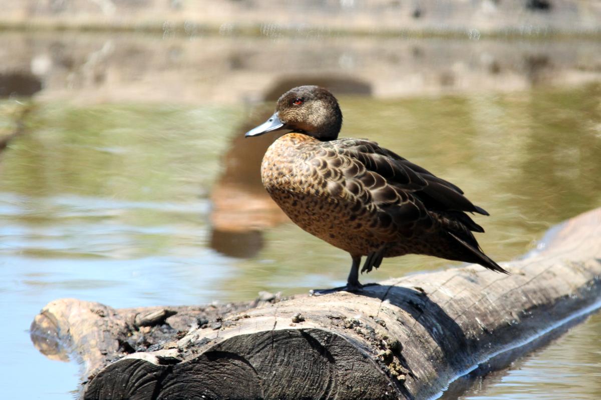 Chestnut Teal (Anas castanea)