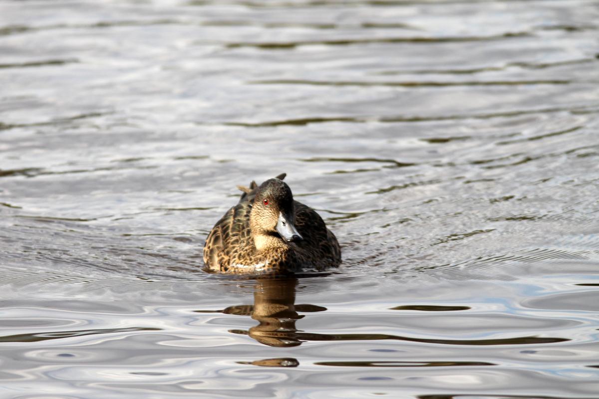 Chestnut Teal (Anas castanea)