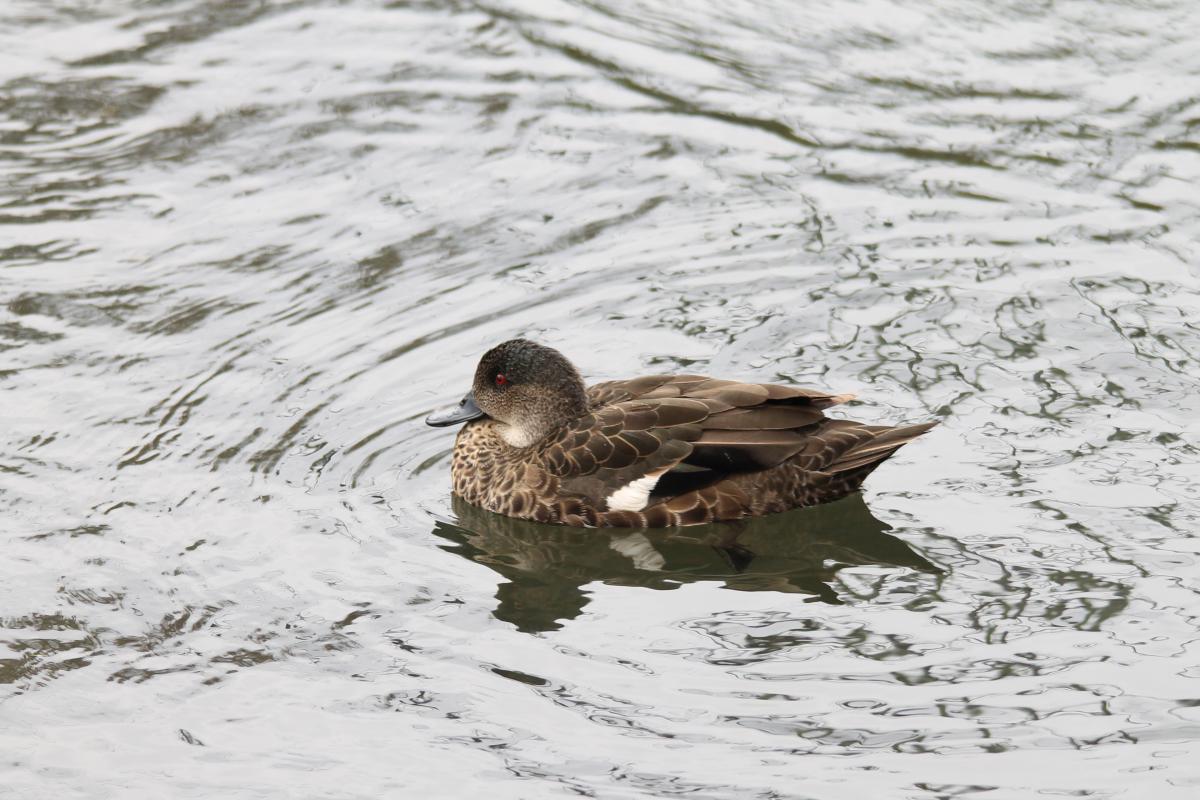 Chestnut Teal (Anas castanea)