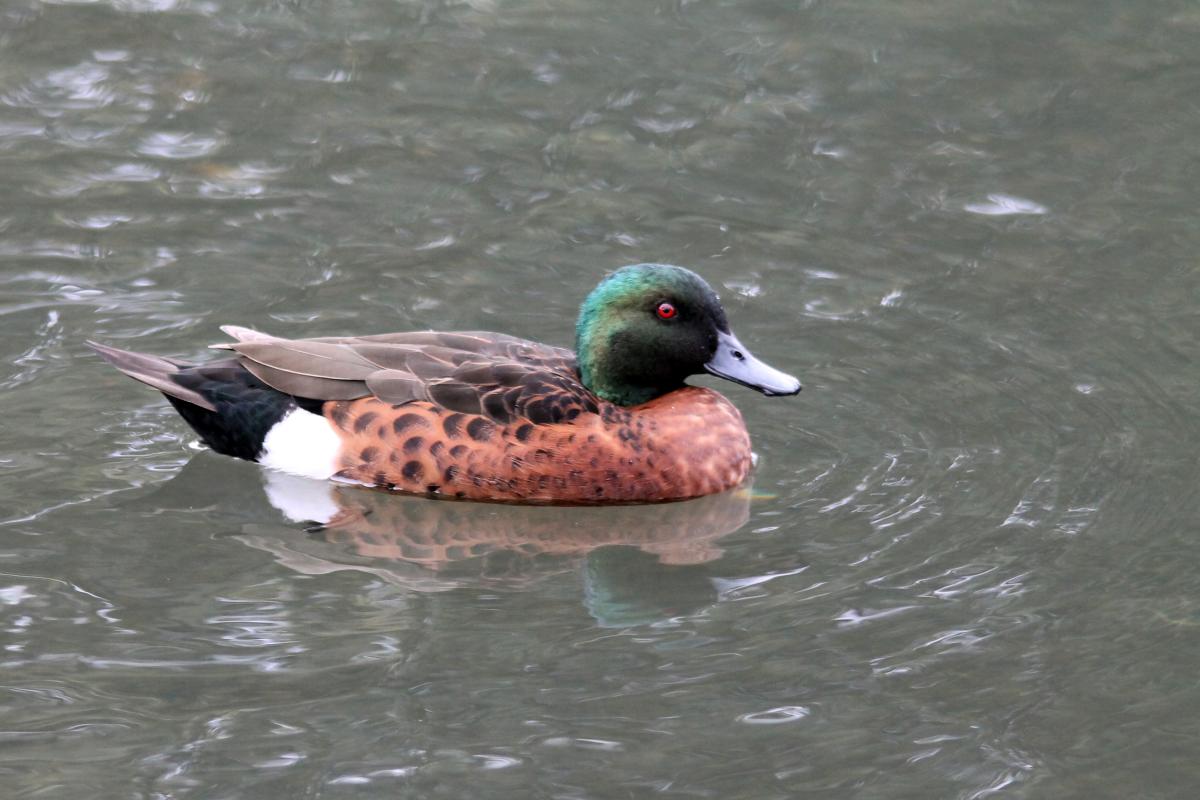 Chestnut Teal (Anas castanea)
