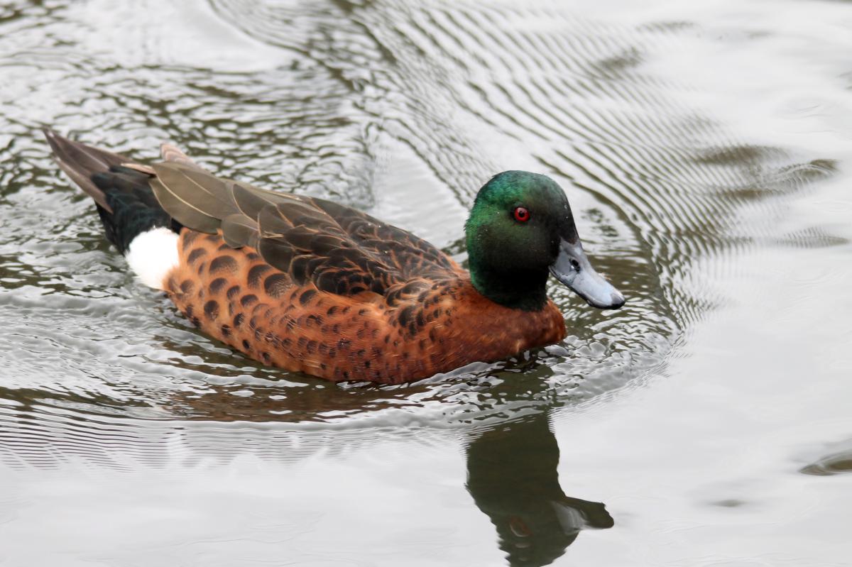 Chestnut Teal (Anas castanea)
