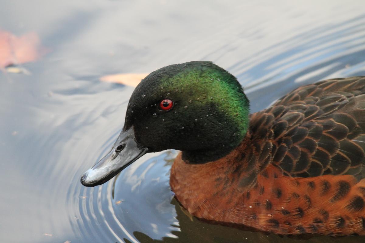 Chestnut Teal (Anas castanea)