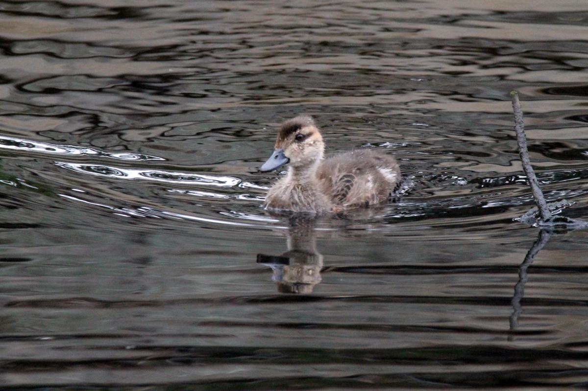 Chestnut Teal (Anas castanea)